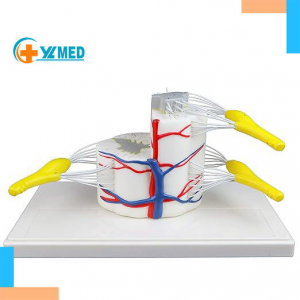 Medical Science 5x Life Size Vertebral Partial Spinal Cord Longitudinally Cross Section Showing Grey White Matter Nerve Branches