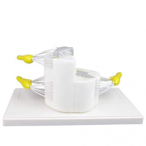 Medical Science YULIN YL-235 5x Life Size Vertebral Partial Spinal Cord Longitudinally Cross Section Biology Model Showing Grey