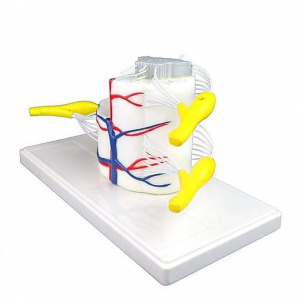 Medical Science YULIN YL-235 5x Life Size Vertebral Partial Spinal Cord Longitudinally Cross Section Biology Model Showing Grey