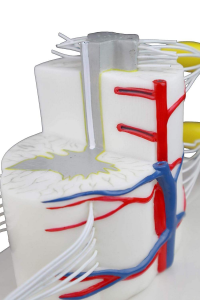 Medical Science 5x Life Size Vertebral Partial Spinal Cord Longitudinally Cross Section Showing Grey White Matter Nerve Branches