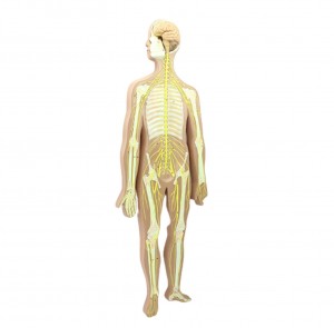 Scientific Human Anatomy Educational Model Central Nerve Brain Spinal Cord Brain Anatal Human Neural System Model