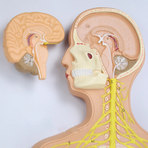 Scientific Human Anatomy Educational Model Central Nerve Brain Spinal Cord Brain Anatal Human Neural System Model