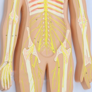 Scientific Human Anatomy Educational Model Central Nerve Brain Spinal Cord Brain Anatal Human Neural System Model