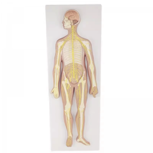 Scientific Human Anatomy Educational Model Central Nerve Brain Spinal Cord Brain Anatal Human Neural System Model