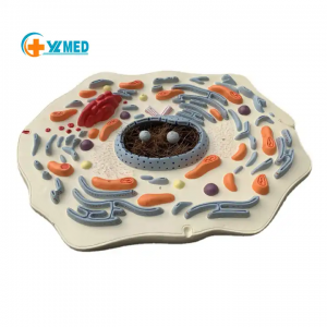 Hot sale koyarwa model ilhama koyarwa taimakon dabbobi cell submicroscopic tsarin tsarin