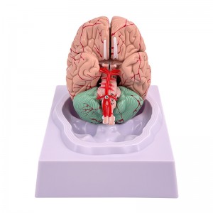 Medical Science Human Brain Model Anatomy 9-Part of Brain Life Size for Anatomical Model for Science Classroom Study Display
