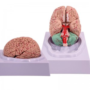 Medical Science Human Brain Model Anatomy 9-Part of Brain Life Size for Anatomical Model for Science Classroom Study Display