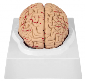 Medical Science Human Brain Model Anatomy 9-Part of Brain Life Size for Anatomical Model for Science Classroom Study Display