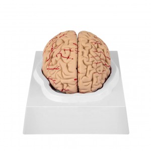 Medical Science Human Brain Model Anatomy 9-Part of Brain Life Size for Anatomical Model for Science Classroom Study Display