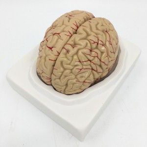Medical Science Human Brain Model Anatomy 9-Part of Brain Life Size for Anatomical Model for Science Classroom Study Display