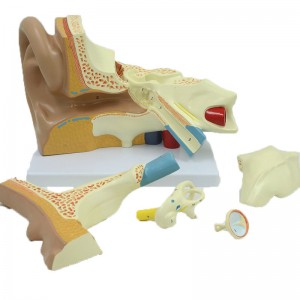 Teaching Demonstration Model Large Ear 5X 5 Parts structure Auditory System Anatomical Human Ear Model
