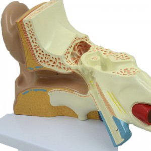 Teaching Demonstration Model Large Ear 5X 5 Parts structure Auditory System Anatomical Human Ear Model