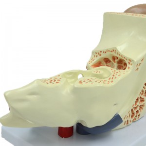 Teaching Demonstration Model Large Ear 5X 5 Parts structure Auditory System Anatomical Human Ear Model