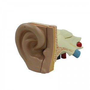 Teaching Demonstration Model Large Ear 5X 5 Parts structure Auditory System Anatomical Human Ear Model