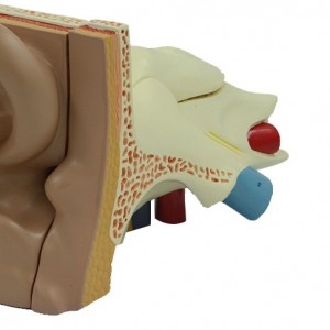 Teaching Demonstration Model Large Ear 5X 5 Parts structure Auditory System Anatomical Human Ear Model