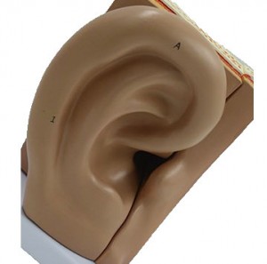 Teaching Demonstration Model Large Ear 5X 5 Parts structure Auditory System Anatomical Human Ear Model