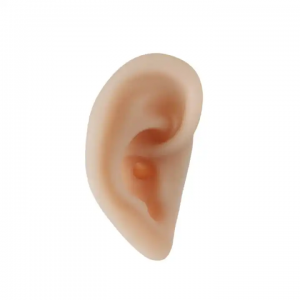 Teaching and Training Model Ear Auditory Meatus Sampling Tool Soft Silicone Human Ear Model