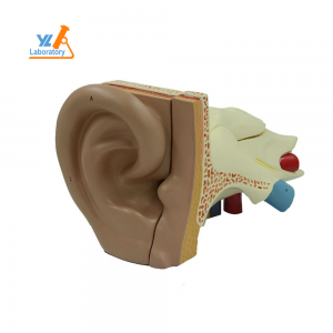 Model anatòmic especial per a un model d'anatomia d'orella humana de mida igual a l'hospital