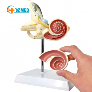 Дотор чихний лабиринт загвар 2-р хэсэг 8X Дунд чихний дунгийн хагас дугуй сувгийн вестибул Нээлттэй PVC Анагаах ухааны анатомийн судалгаа Сургууль, эмнэлгүүдэд зориулсан