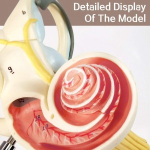 Дотор чихний лабиринт загвар 2-р хэсэг 8X Дунд чихний дунгийн хагас дугуй сувгийн вестибул Нээлттэй PVC Анагаах ухааны анатомийн судалгаа Сургууль, эмнэлгүүдэд зориулсан