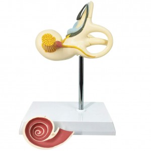 Дотор чихний лабиринт загвар 2-р хэсэг 8X Дунд чихний дунгийн хагас дугуй сувгийн вестибул Нээлттэй PVC Анагаах ухааны анатомийн судалгаа Сургууль, эмнэлгүүдэд зориулсан