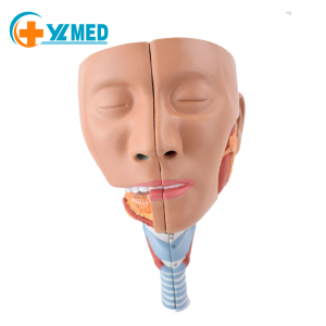 Medical Teaching Throat Model Larynx Trachea Pharyngeal Muscle Anatomy Model Mouth Nose and Nasal Model Tongue Muscle CE/ISO