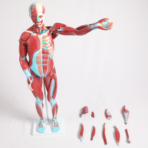 Model otot lan organ manungsa, 27 bagean 1/2 model ukuran urip saka sistem otot lan organ sing bisa dipindhah, model anatomi grafis otot manungsa kanggo mulang riset fisiologi medis.