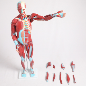 Models of human muscles and organs, 27 parts 1/2 life-size models of the muscular system and movable organs, graphical anatomical models of human muscles for teaching medical physiology research