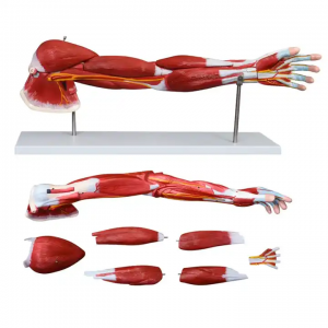 Top Quality Anatomical Torso Model Human Medical Anatomical Model 7 Parts Muscle Arm Models