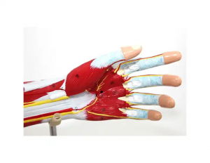 Modello anatomico di torso di alta qualità Modello anatomico medico umano 7 parti Modelli di braccia muscolari