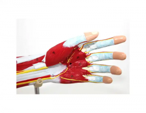 Medical teaching Human upper limb muscle Detachable biceps anatomical model with vascular nerve human arm model