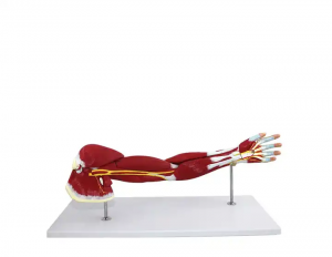 Medical teaching Human upper limb muscle Detachable biceps anatomical model with vascular nerve human arm model