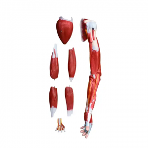 Modelo anatômico de tronco anatômico de alta qualidade, modelo anatômico médico humano, 7 peças, modelos de braço muscular
