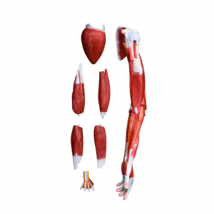 Top Quality Torso Anatomicu Modellu Human Medical Anatomic Model 7 Parts Muscle Arm Models