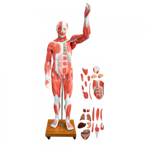 Φυσικό μέγεθος Ανθρώπινο Μυϊκό Ανατομικό Μοντέλο με Αφαιρούμενα Όργανα Ολόκληρο Μυώδες Μοντέλο 27 Μέρη για τη διδασκαλία της ιατρικής επιστήμης