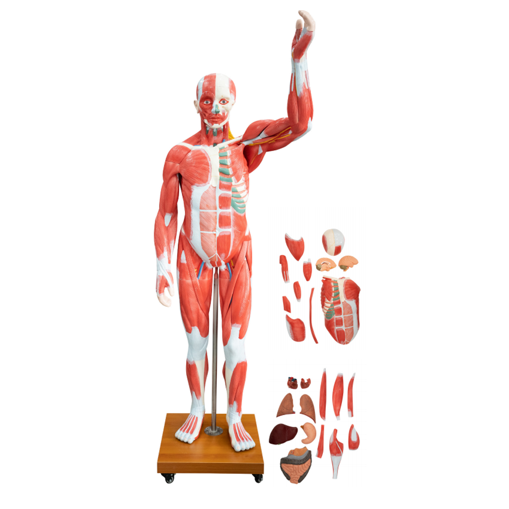 Life size Human Muscle Anatomical Model with Organs Removable Whole Body Muscled Model 27 Parts For Teaching Medical Science