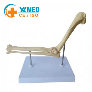 High-Precision Canine Elbow Joint Model Dog Elbow Joint Anatomy Model Veterinary Teaching Equipment for Animal Medical Education