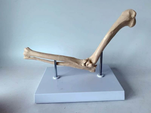 High-Precision Canine Elbow Joint Model Dog Elbow Joint Anatomy Model Veterinary Teaching Equipment for Animal Medical Education