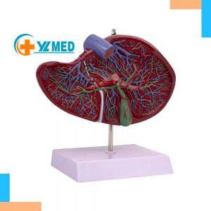 Human Liver Anatomy Model PVC Plastic Natural Life Size School Medical Teaching Display Tool Lab Equipment Medical Models