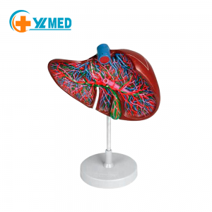 Medical anatomy Human liver anatomical model