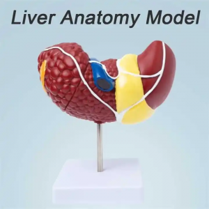 Human Pathological Liver Model Anatomical Model Pathological Liver Features for Medical School Study and Research