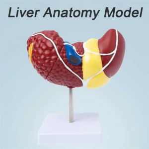 Mohlala oa Motho oa Pathological Sebete oa Anatomical Model Pathological Liver Features bakeng sa Thuto le Lipatlisiso tsa Sekolo sa Bongaka