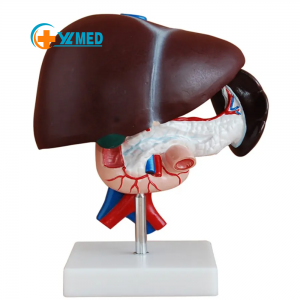 Hepatopancreatoduodenal model