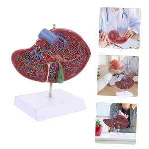 Human Liver Anatomy Model PVC Plastic Natural Life Size School Medical Teaching Display Tool Lab Equipment Medical Models