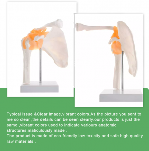 Medical science high quality and best price Life-Size Shoulder Joint Anatomical Model for teaching and learning for sale