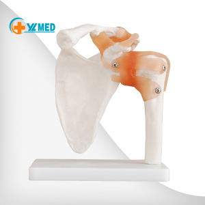 Medical science high quality and best price Life-Size Shoulder Joint Anatomical Model for teaching and learning for sale