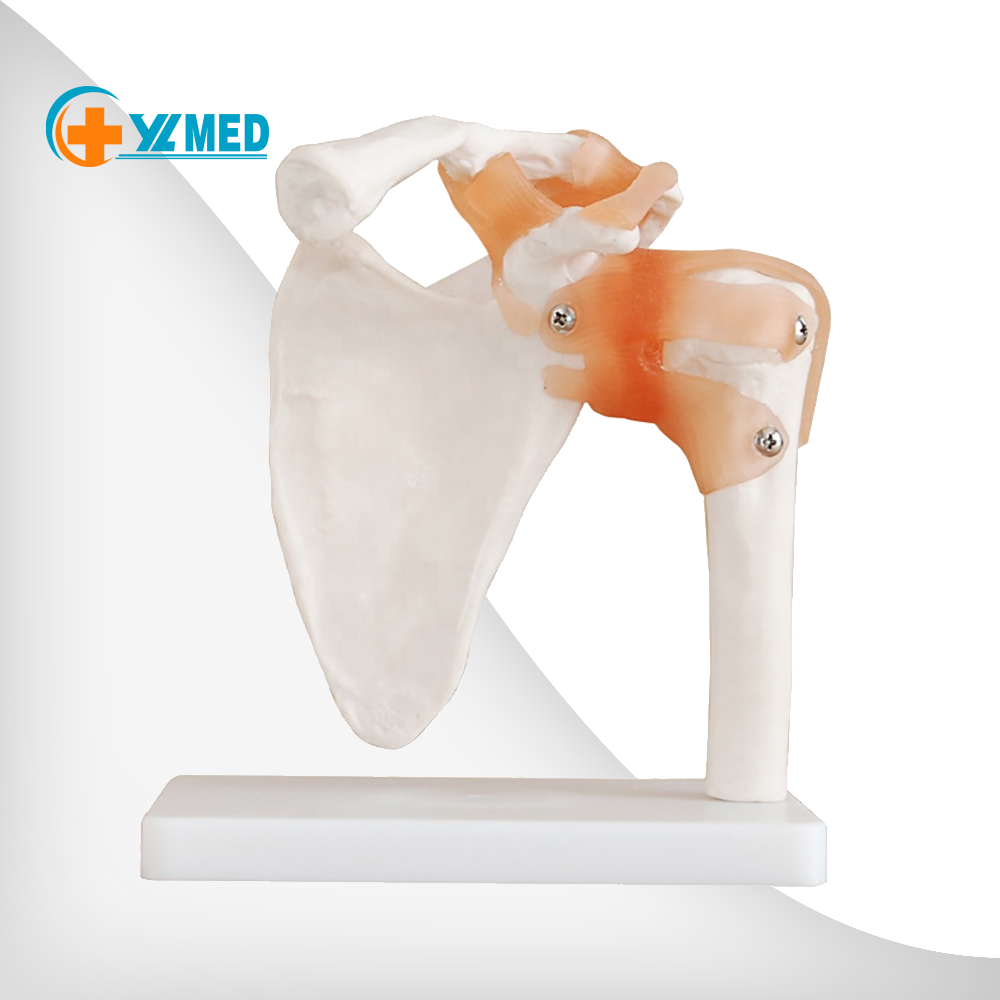 Medical science high quality and best price Life-Size Shoulder Joint Anatomical Model for teaching and learning for sale