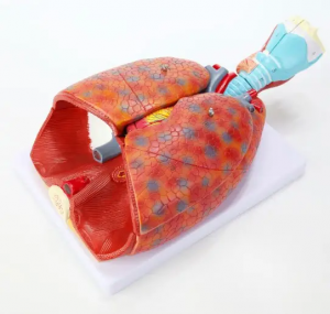 Modelo laríngeo de coração e pulmão, sistema respiratório humano, modelo anatômico de ensino separável