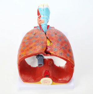 Laryngeal heart and lung Model Human Respiratory System Model Separable Teaching Anatomical Model