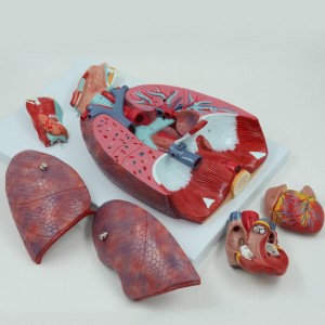 Anatomical Human Respiratory System Model Wth Larynx 7 Removable Parts Larynx Heart and Lung Model